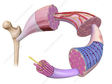 Muscle Fibre Anatomy Illustration Stock Image C047 5435 Science