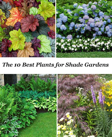 Best Plants For Outdoor Garden The 19 Best Patio Plants To Brighten Up