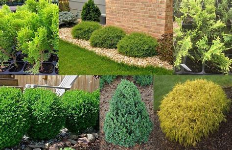 How Do Maintain Evergreen Plants To Stay Evergreen
