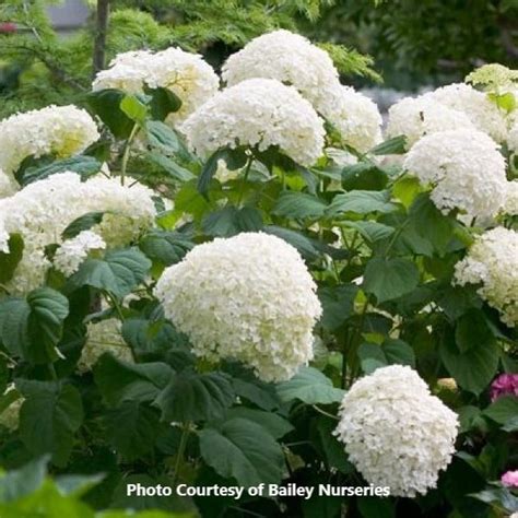 Greenhouse project on a 5 acre land Hydrangea 'Incrediball' : Honeymoon Acres Greenhouse