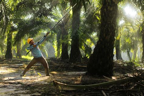 FAKTOR YANG MEMPENGARUHI PERKEMBANGAN PERKEBUNAN KELAPA SAWIT