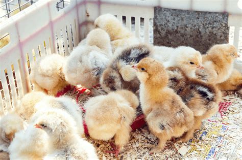 how to sex chickens 5 methods to determine hen or rooster