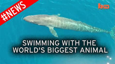 Worlds Biggest Whale Ever