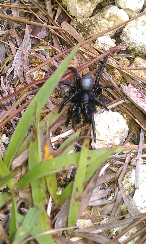 New Species Of Venomous Spider Discovered In Florida Looks Like Pitch Black Tarantula