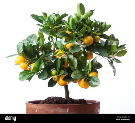 Calamondin Orange Kalamondin Citrus × Microcarpa Stock Photo Alamy