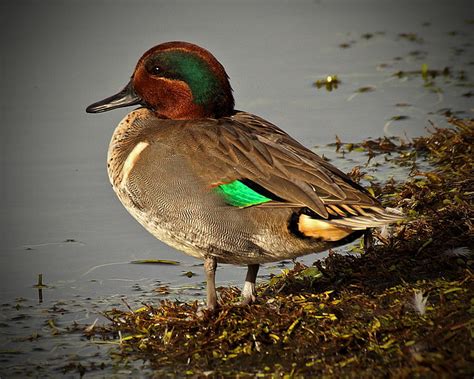 1000 Images About Teal On Pinterest Blue Winged Teal Teal Duck And