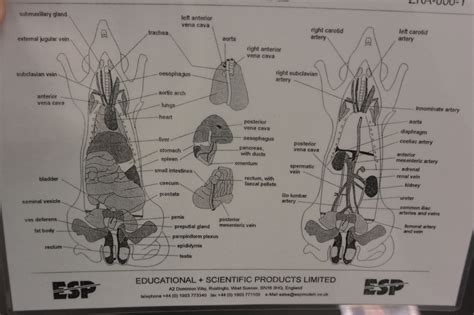 Rat Dissection Diagram Labeled