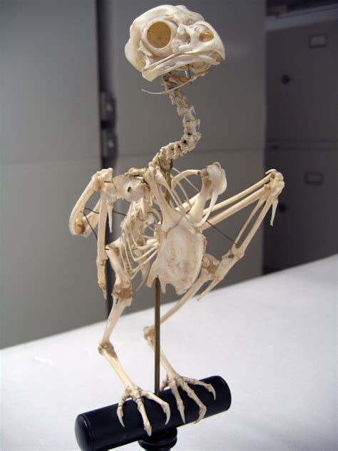 Skeleton Anatomy Animal Skeletons Animal Skulls