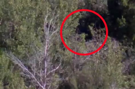 Bigfoot Hunters Spot Possible Sasquatch Watching Them In The Distance