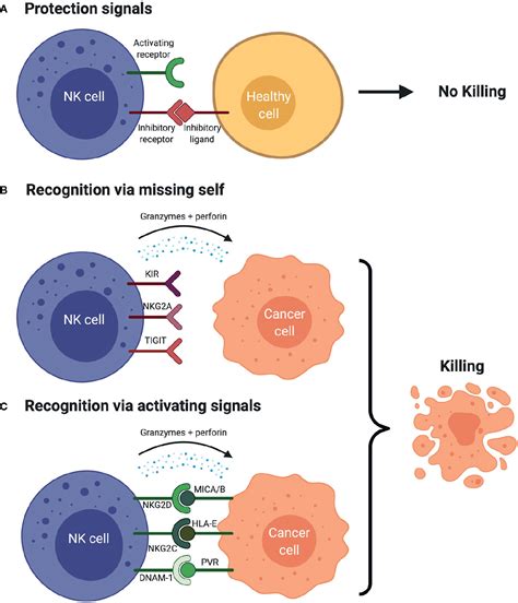 Frontiers Targeting Nk Cell Inhibitory Receptors For Precision