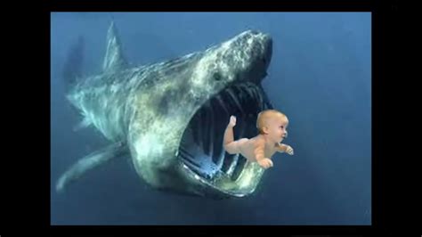 Feeding A Baby To A Shark Aw Youtube