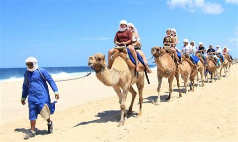 Paseo En Camello En Los Cabos ¡una Experiencia Imperdible En Bjs El