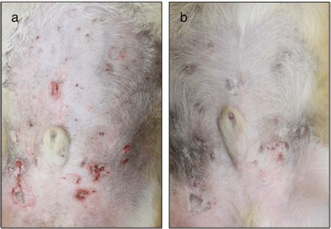 Figure 1 From Detection Of Granzyme B In Cd3 Positive Cells Infiltrated