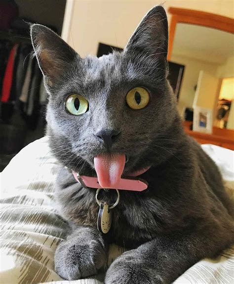 Pretty Kitty Always Sticking Out Her Tongue