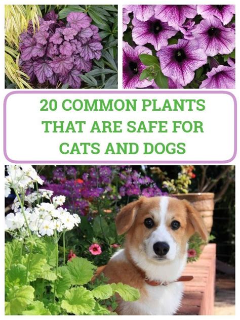 Common Plants Safe For Cats And Dogs 1000 Dog Safe Plants Dog