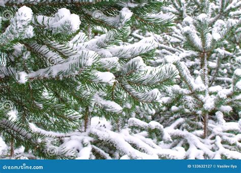 Pine Branches Covered With Snow Close Up Stock Image Image Of