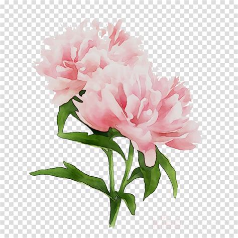 Peonies Clipart Plant Peonies Plant Transparent Free For Download On