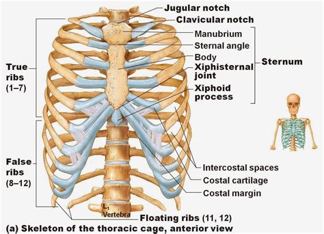 The rib cage protects vital organs, such as the heart and lungs. So the Lord God caused the man to fall into a deep sleep ...
