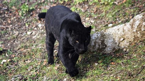 Man Reports Black Panther Sighting In Bogue Chitto Daily Leader
