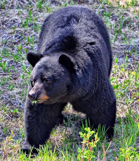 Omnivore At Work West Coast Canada Bear Canada Travel