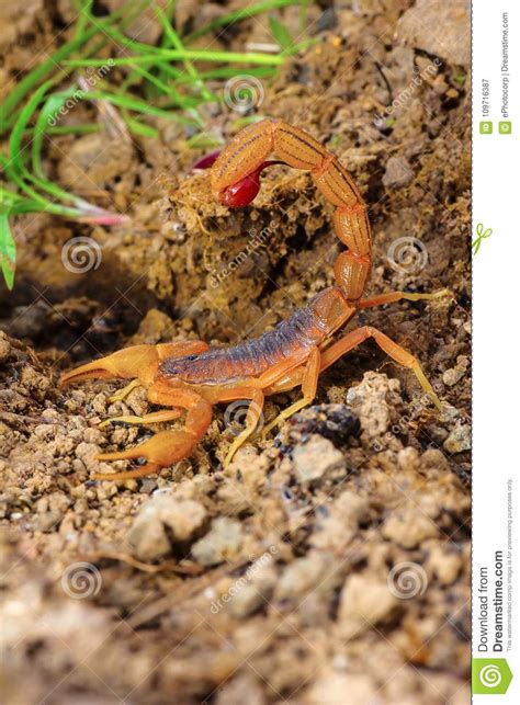 Indian Red Tail Scorpion Hotenttota Tamulus Saswad Pune District
