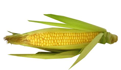 Free Stock Photo Of Corn Cut Out
