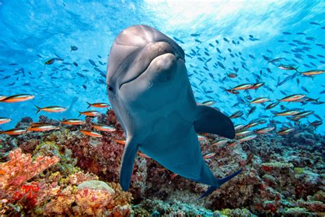 Dolphins Everything You Need To Know