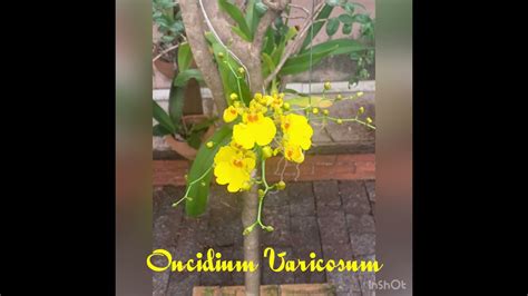 Orqu Dea Oncidium Varicosum Youtube