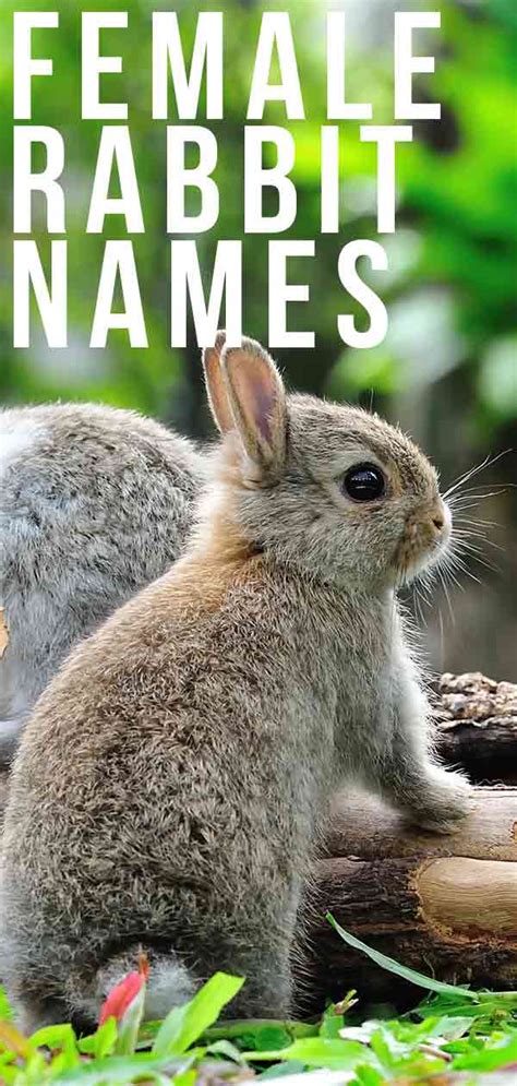 Female Rabbit Names Over 300 Excellent Ideas For Naming Your Bunny