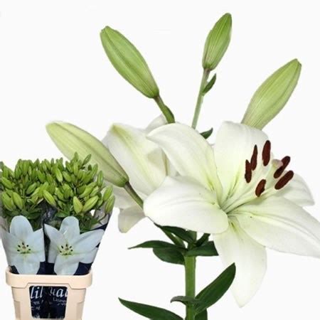 Lily La Litouwen Cm Wholesale Dutch Flowers Florist Supplies Uk
