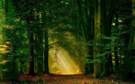 573040 Nature Landscape Mist Sunrise Forest Dark Path Sun Rays Trees