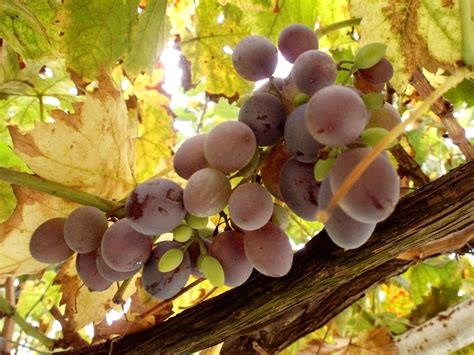 Grapevine Free Photo Download Freeimages