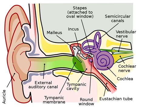Eustachian Tube Connects A External Ear And Middle Class 11 Biology