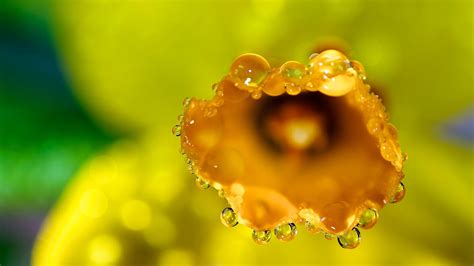 3840x2160 Wallpaper Flower Macro Drops Dew Petals 1080p
