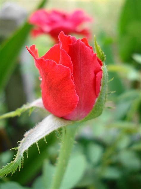 Red Rose Free Photo On Pixabay Pixabay