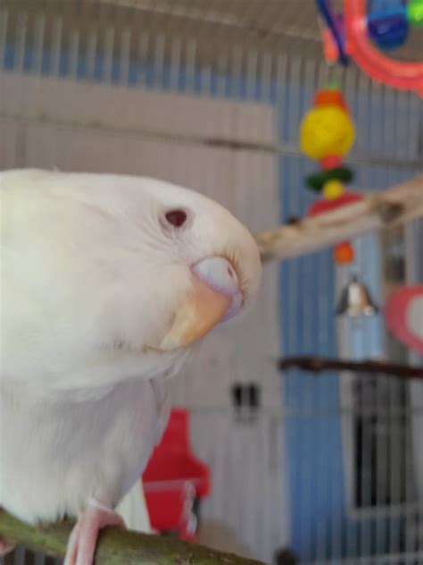 Albino Budgie Gender What Sex Is My Budgie Budgie Community Forums