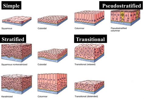 Match The Location With The Appropriate Epithelial Tissue Casey Has Allen