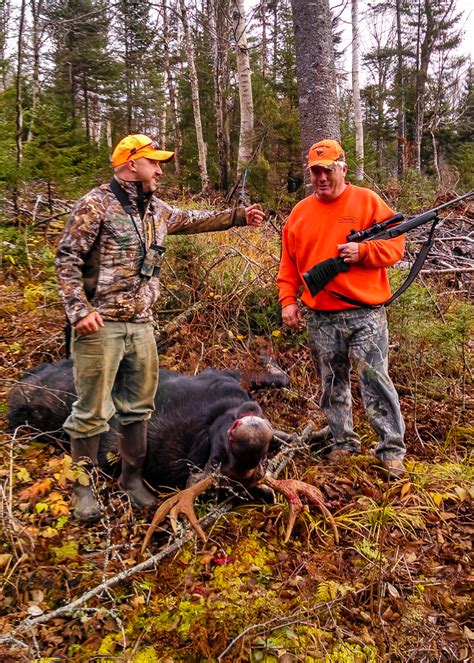 Guided Maine Moose Hunts In Northern And Western Maine