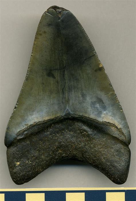 Carcharodon Megalodon Fossil Shark Tooth Upper Cenozoic Eastern