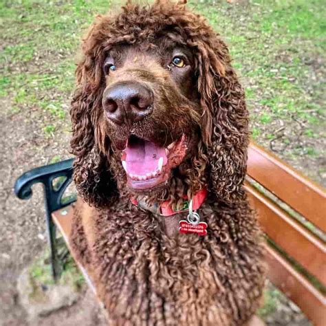 12 Curly Haired Dog Breeds That Are Absolutely Adorable