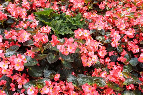 Annual Shade Plants 15 Beautiful Shade Annual Plants For