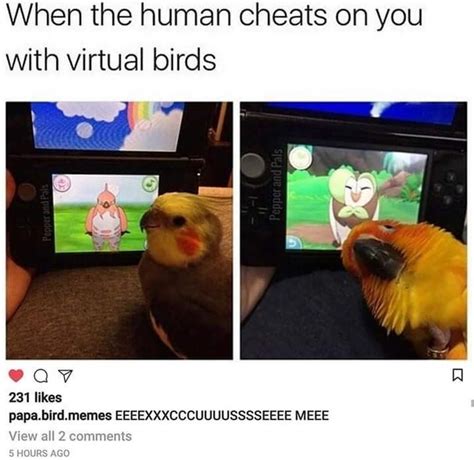 40 Funny Birb Memes Funnyfoto Funny Birds Funny Animal Memes