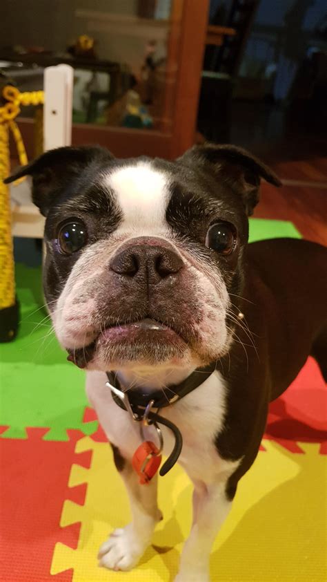 you better throw that frisbee : BostonTerrier