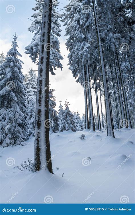 Snowy And Cold Winter Forest Stock Image Image Of Hobbies Powder