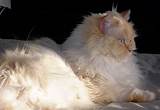 Sweetest flame point himalayan persian male. Chocolate Point Himalayan Kittens