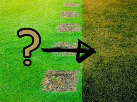 Why Is My Zoysia Lawn Turning Brown 4 Key Causes Explained Thriving Yard
