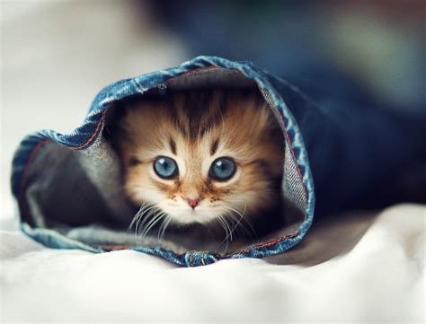 The Cutest Little Kitten In The World My Modern Met