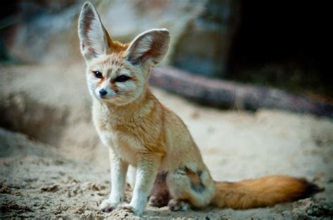 Vulpes The Evolution Of Foxes Vulpes Zerda The Fennec Fox