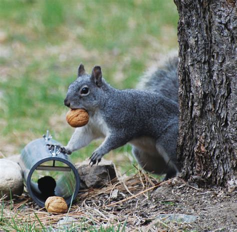 Western Gray Squirrel Genetics Study Begins