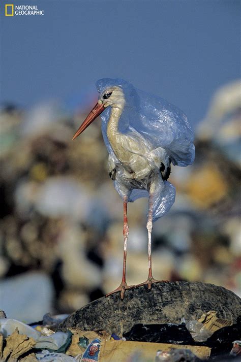 Plastic Pollution Images Of A Global Problem Bbc News